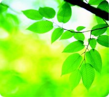 Eg�ral�t�t �jrahasznos�tott Fellowes Earth Series levelek #1